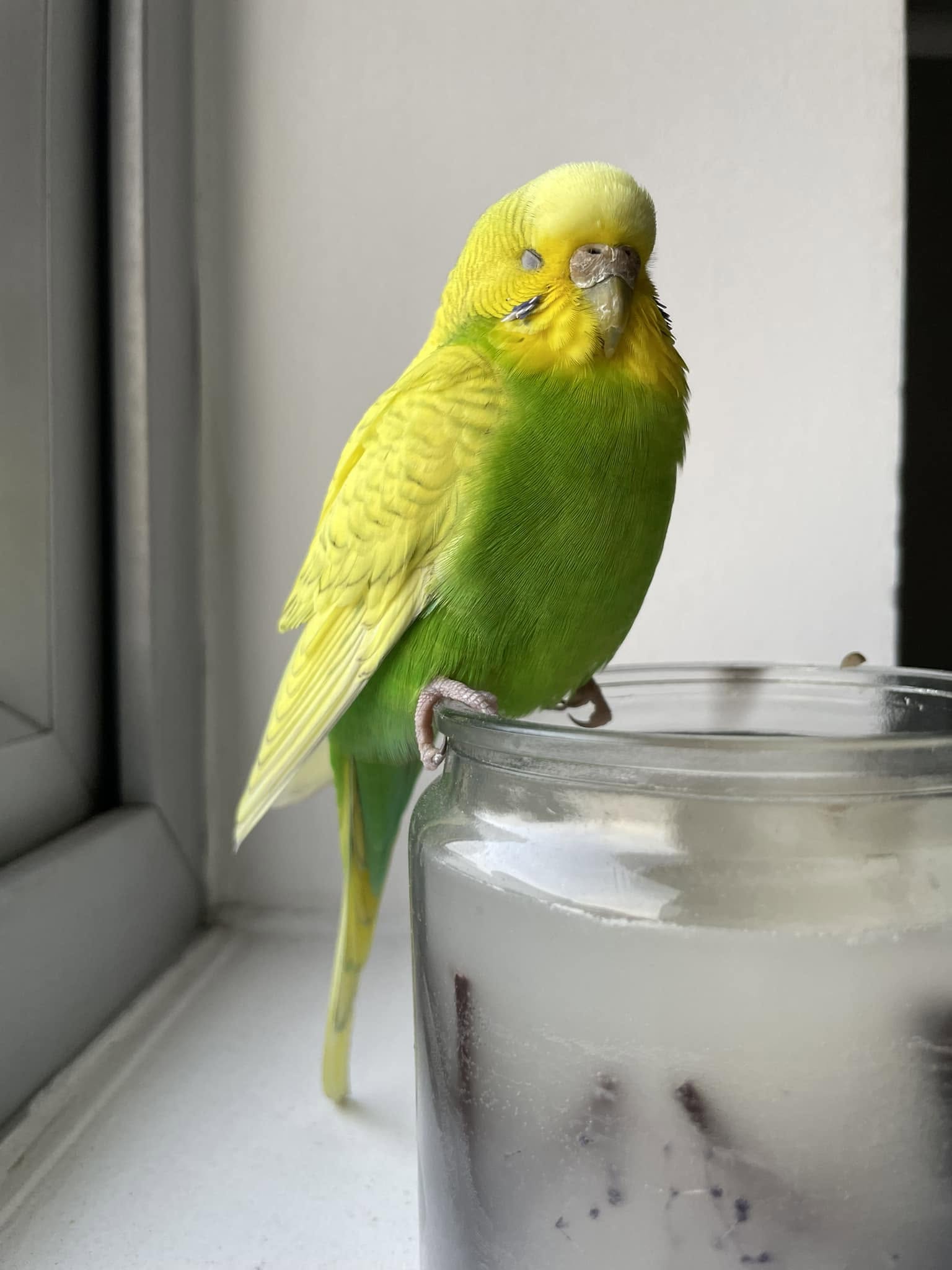 Avocado plant toxic pet birds budgie UK home