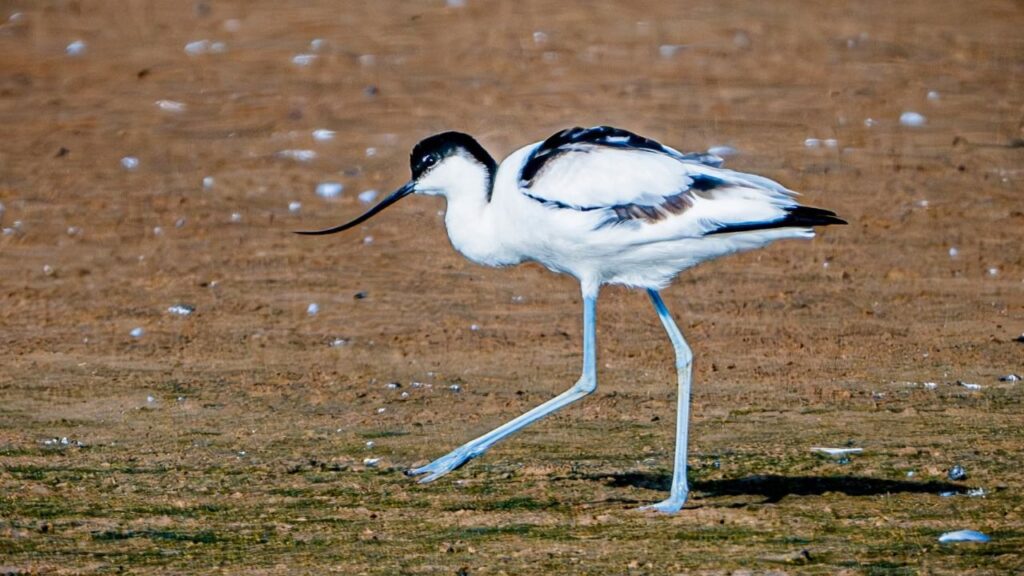 Avocet birds