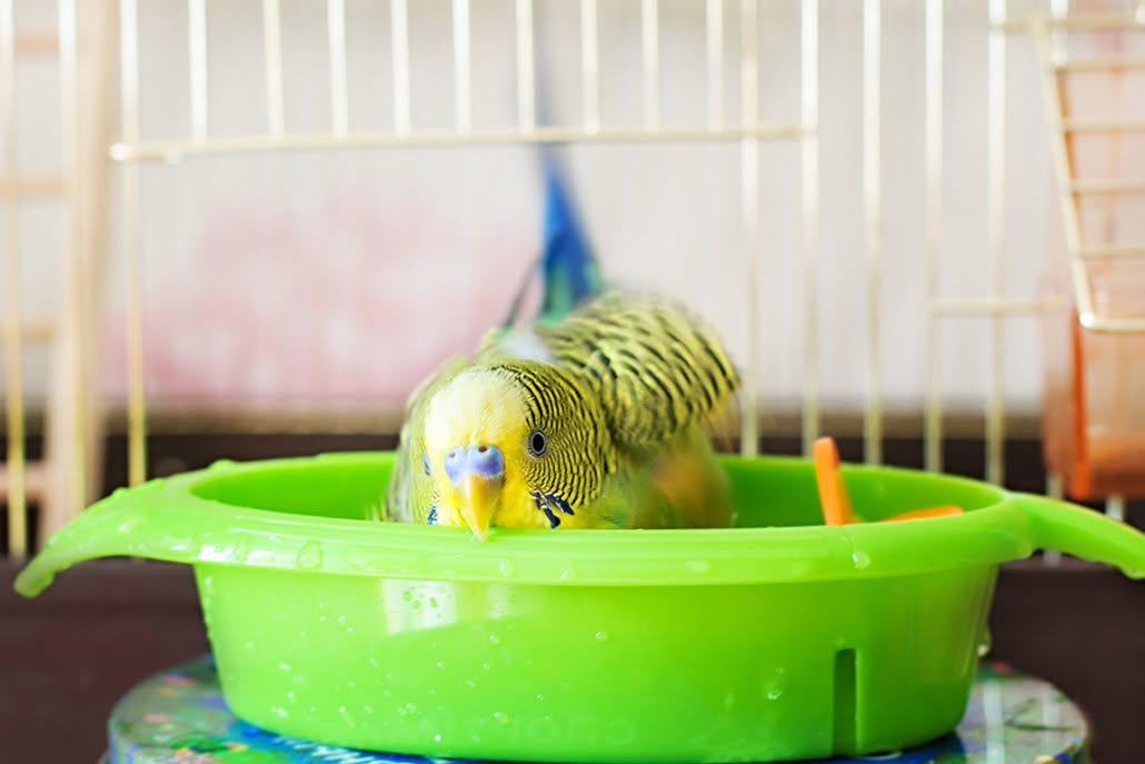 BVA summer warning pet birds UK heat 2026