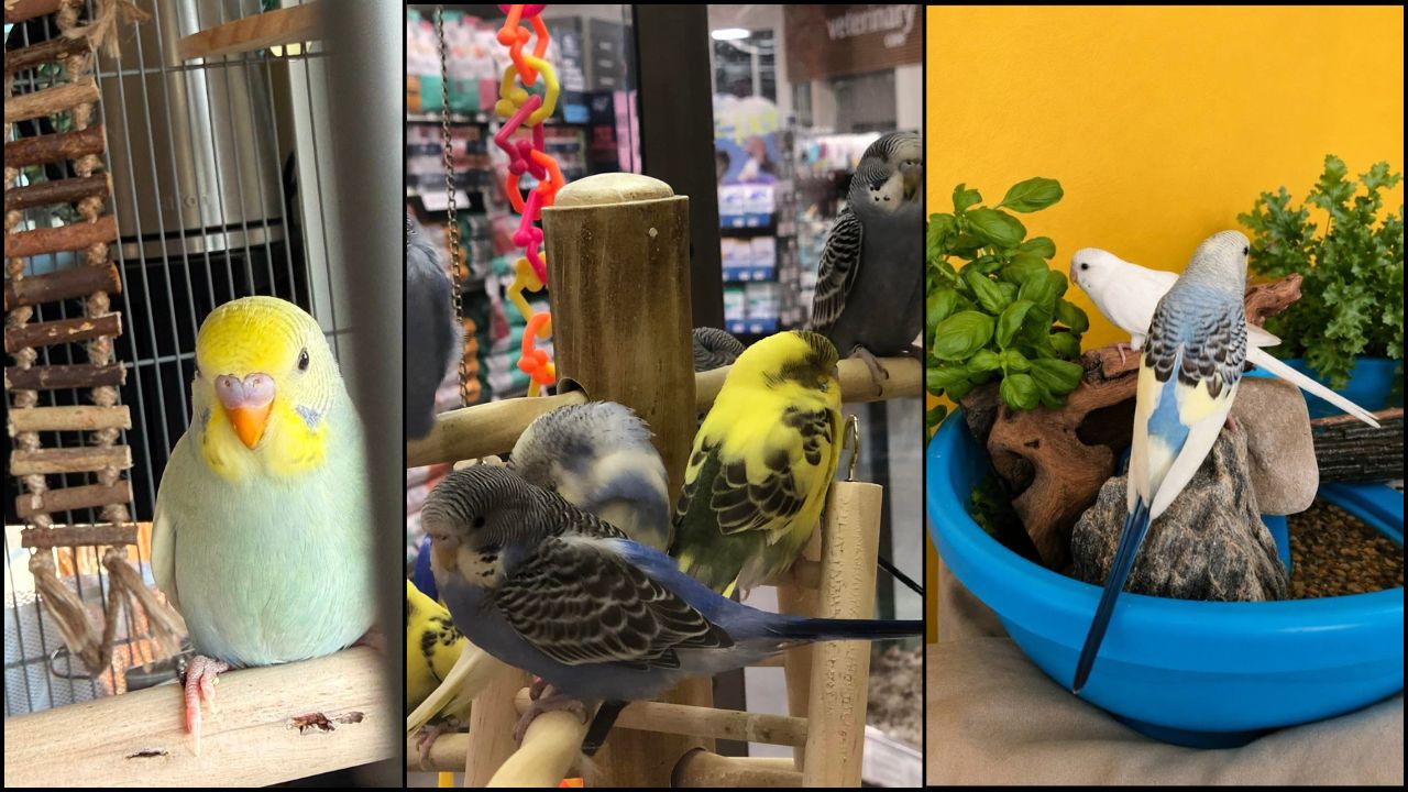 Baby budgie UK buying guide price check