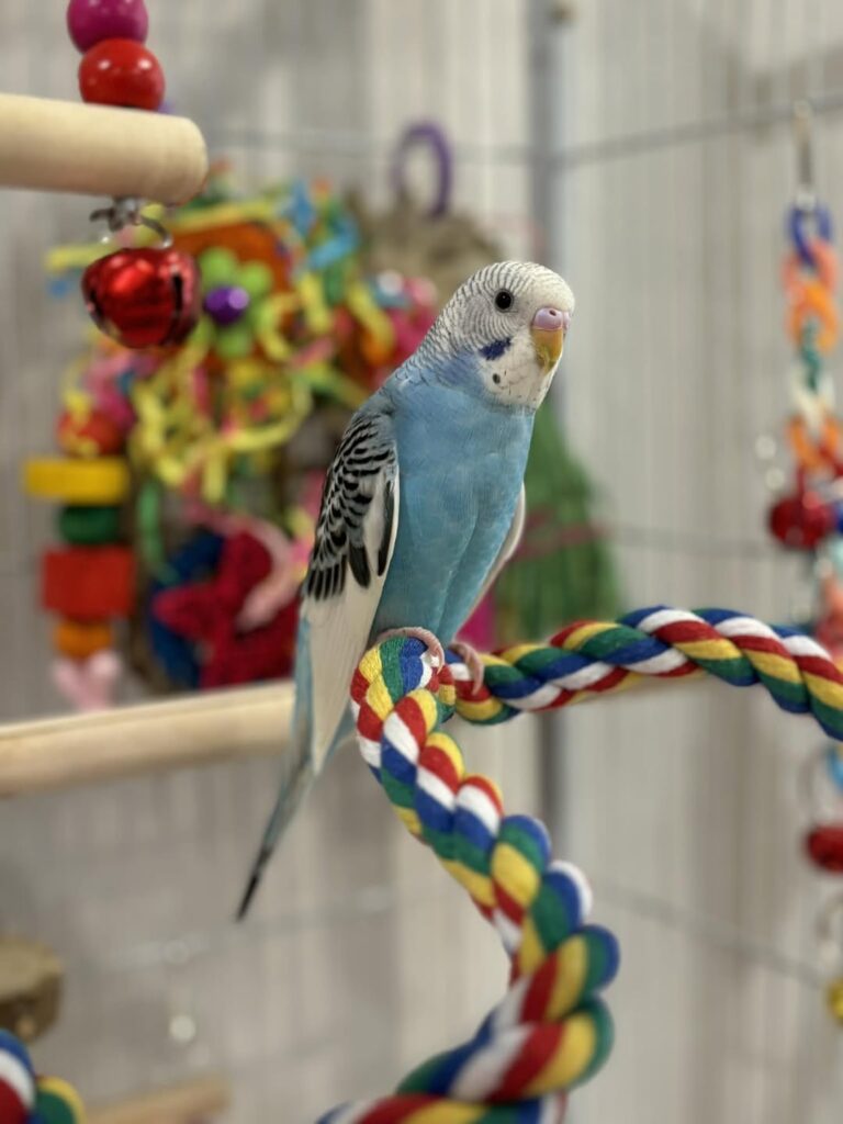 Bird Travel Advice