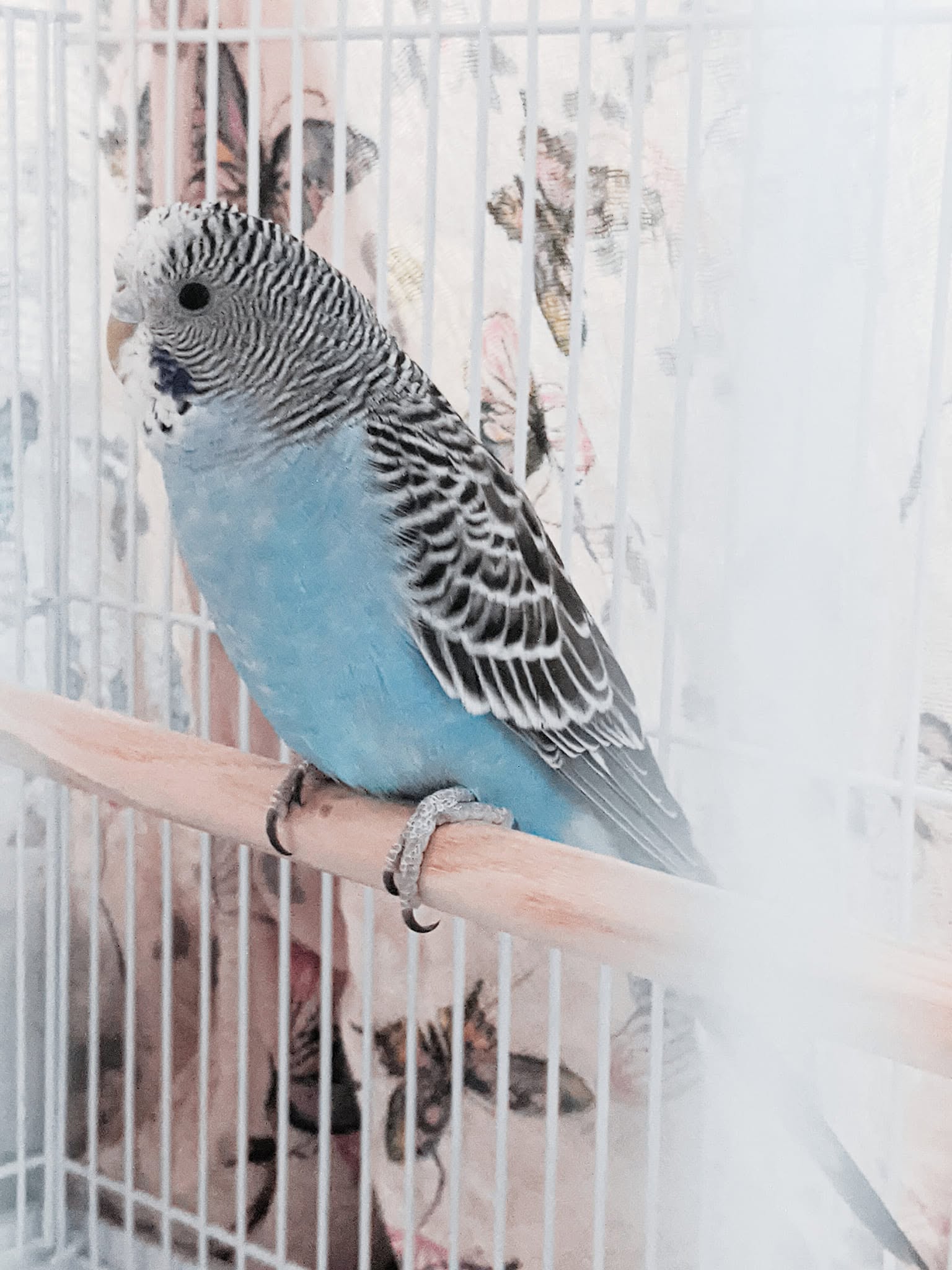 UK bird breeder welfare standards and responsible buying guide