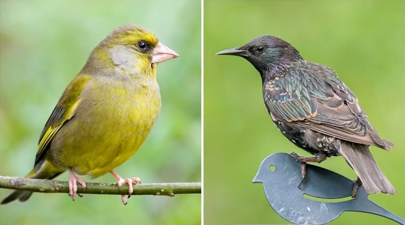 Bird feeder contaminated saliva disease spread UK