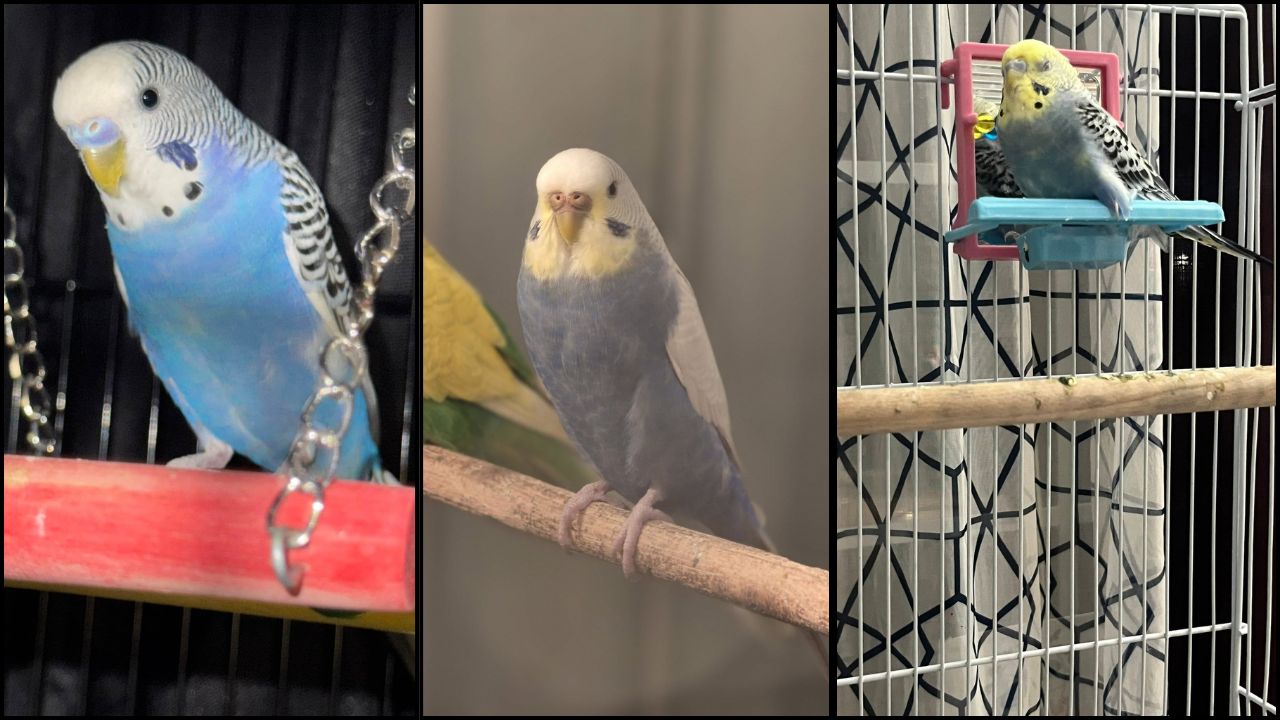 Bird flu biosecurity UK summer 2026 pet birds