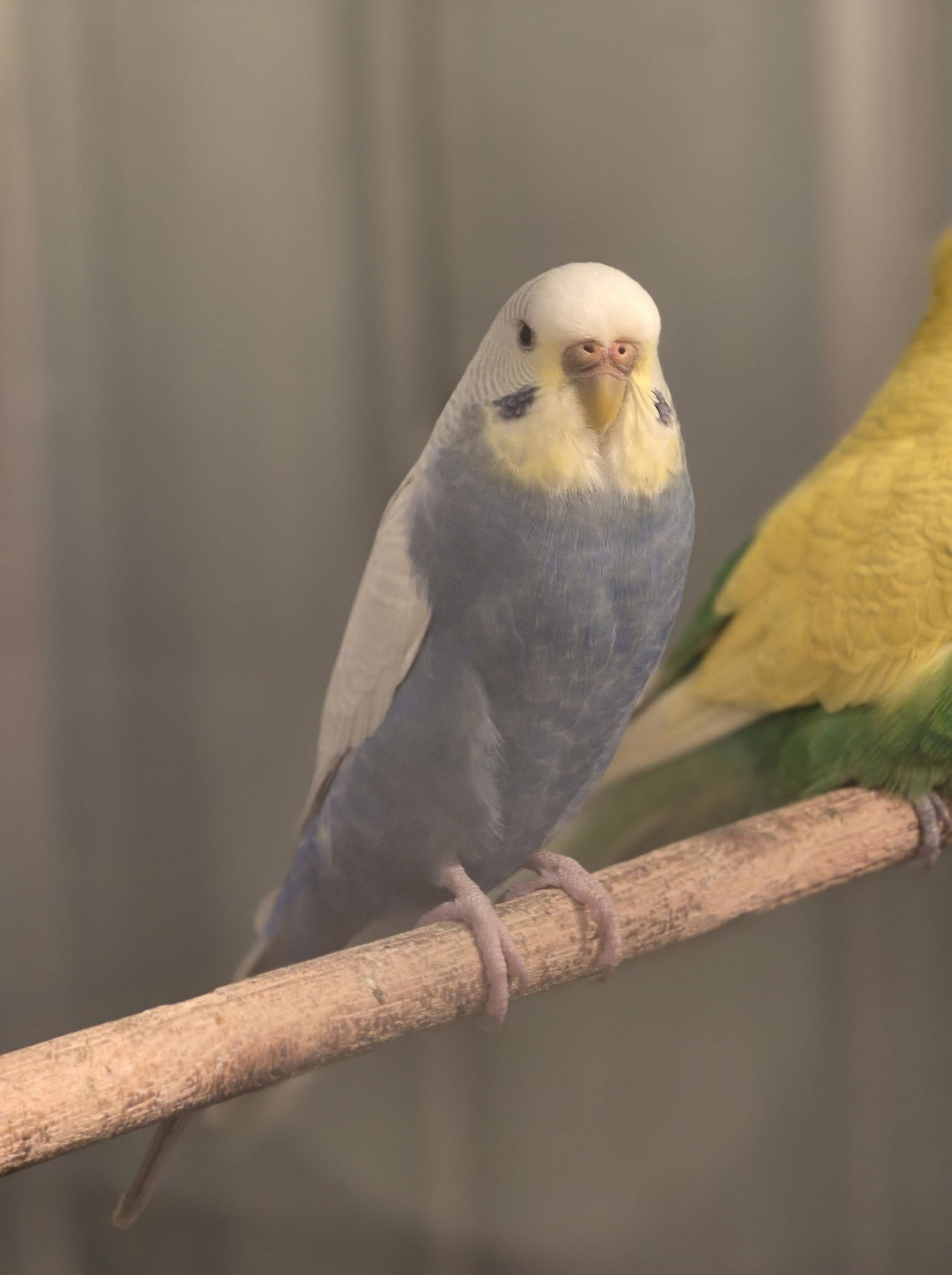 Bird flu biosecurity checklist UK pet bird summer