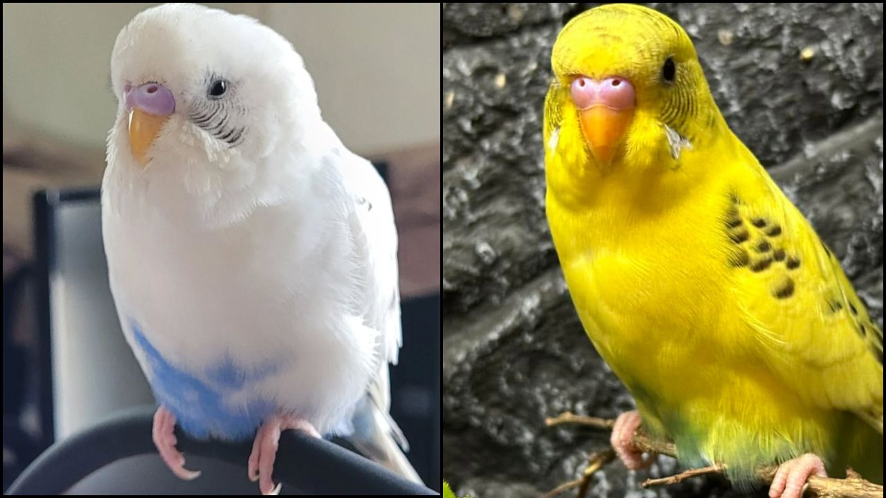 Bird flu zones lifted England pet birds 2026