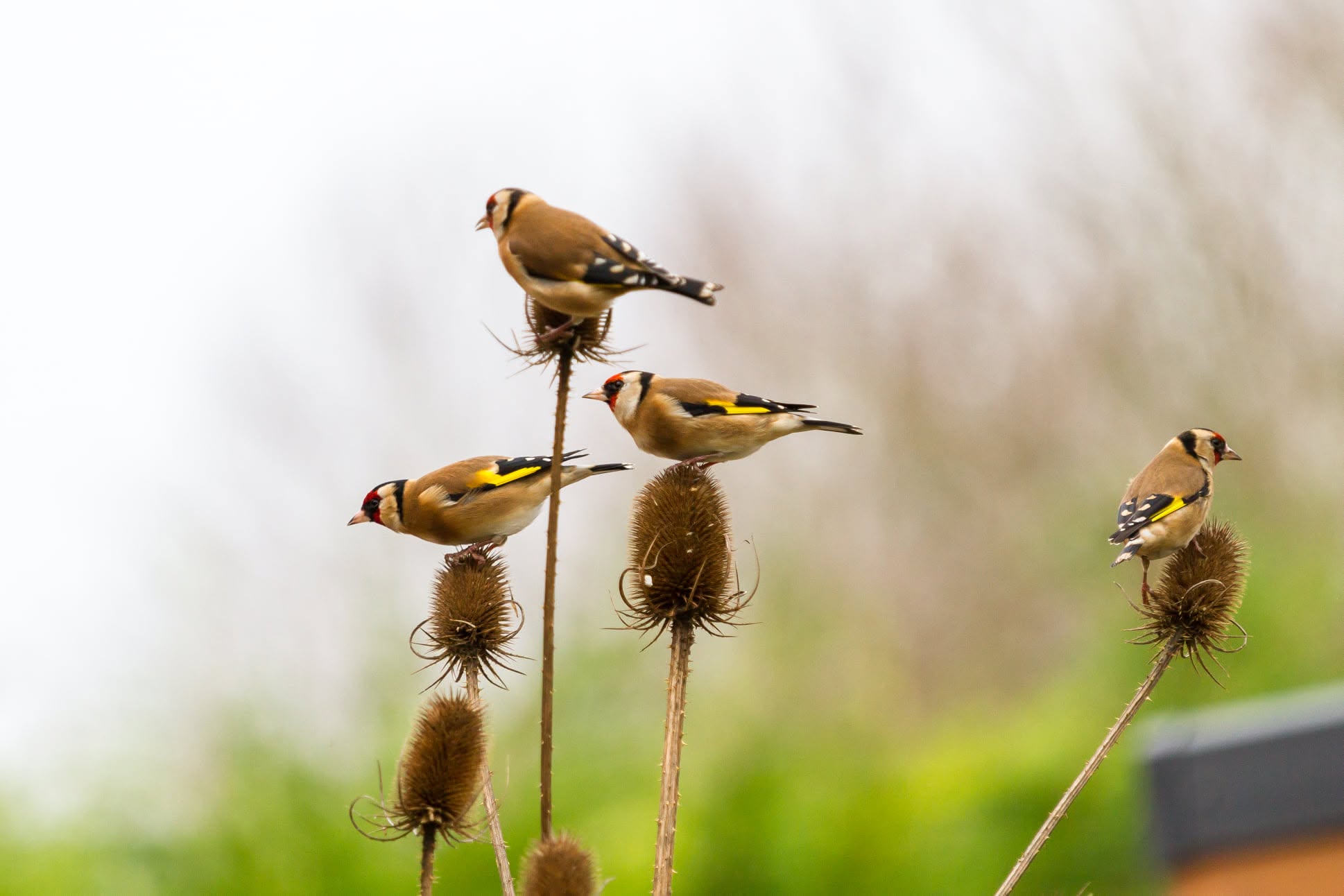 Bird friendly garden plants teasel sunflower UK