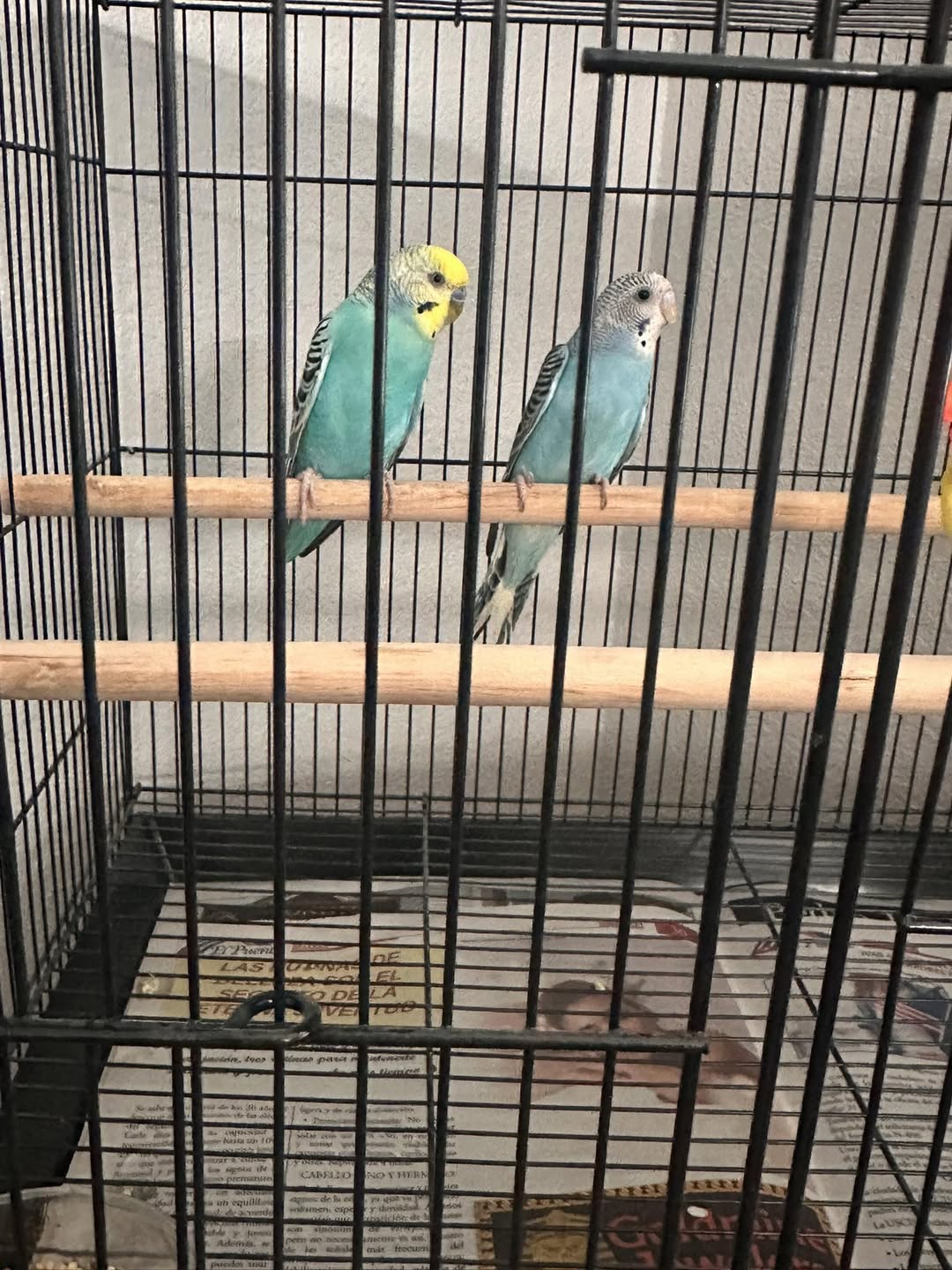 Bird owner relaxing alert lifted pet bird cage UK