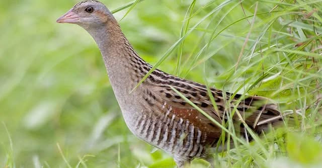  BirdWatch Ireland wetland habitat restoration plan 71000 hectares
