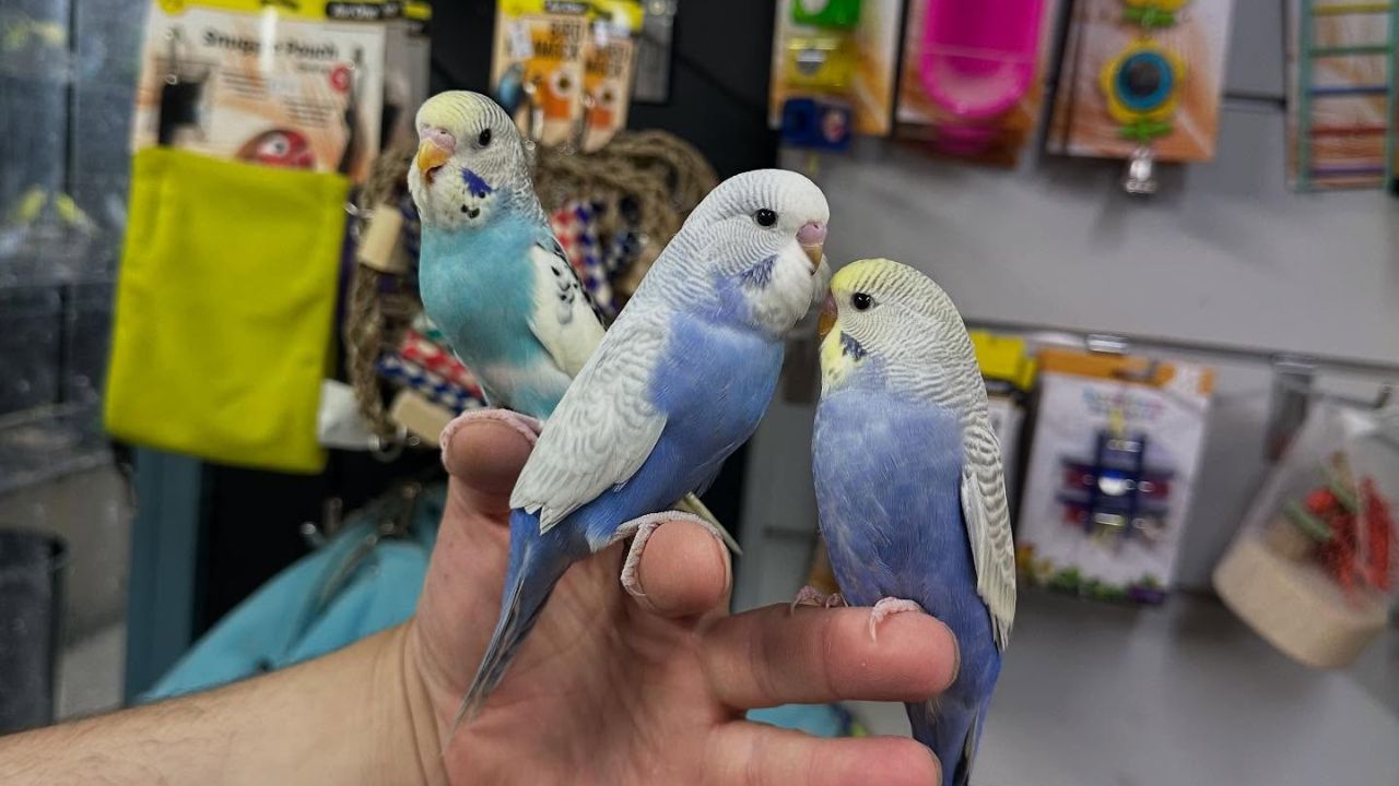 Birds And Small Pets In Heat