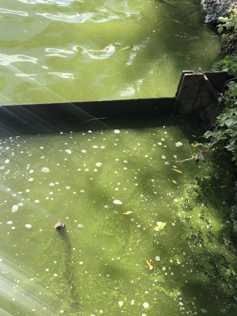 Blue-green algae in water