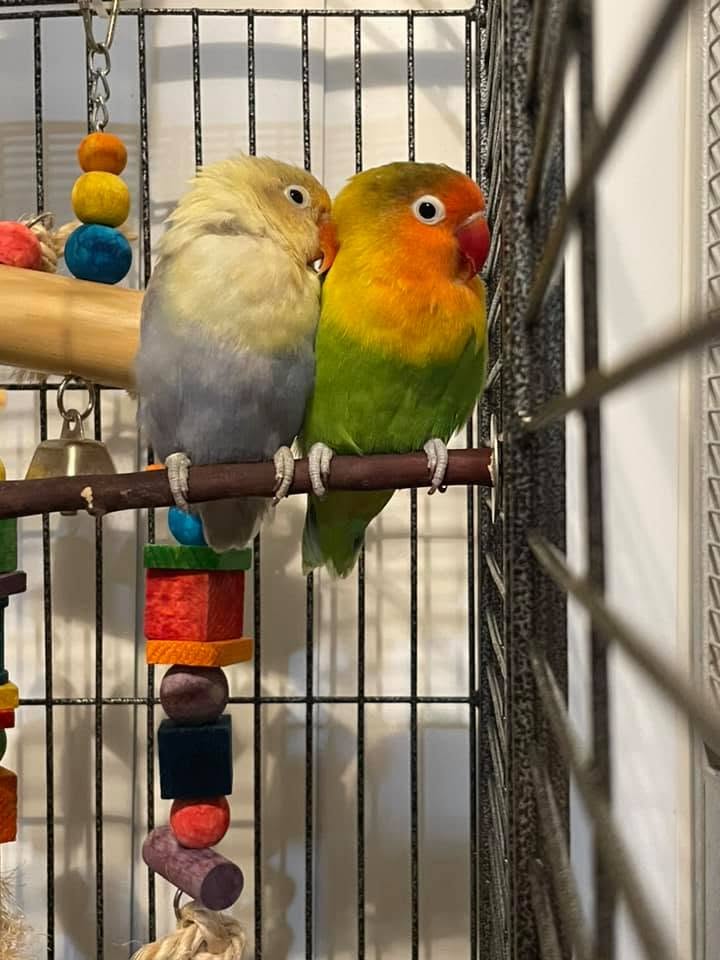 Bonded lovebird pair grooming each other UK 