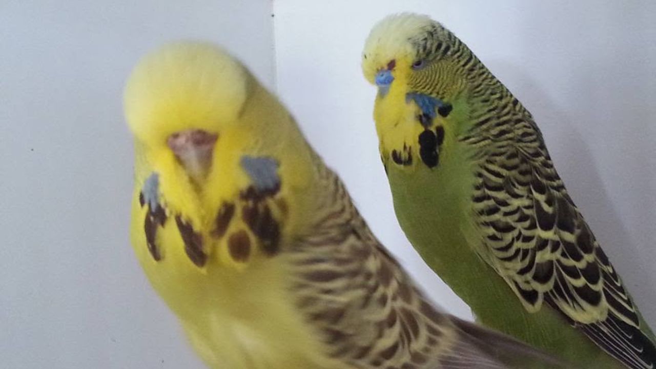 Budgerigar Society show season UK 2026