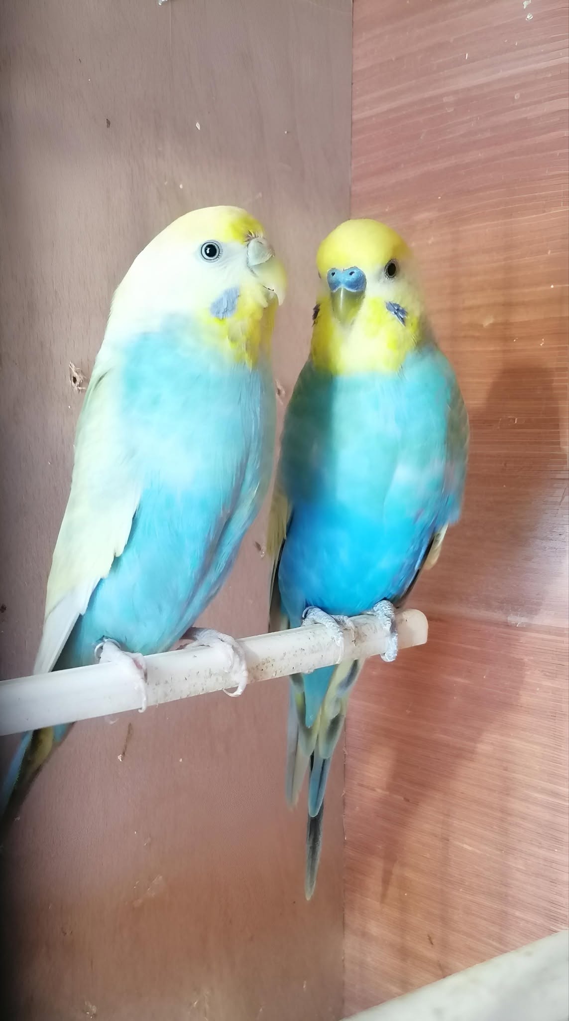 Budgerigar breeder condition check records UK