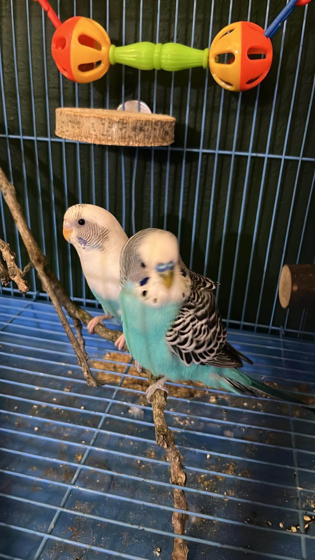 Budgie advice Paradise Pets Swindon honest guide