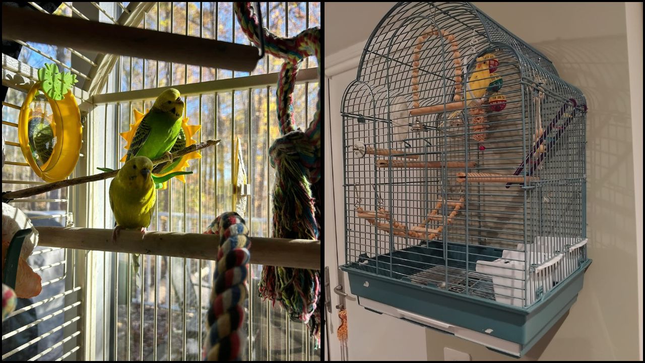 Budgie cage too small UK common mistake