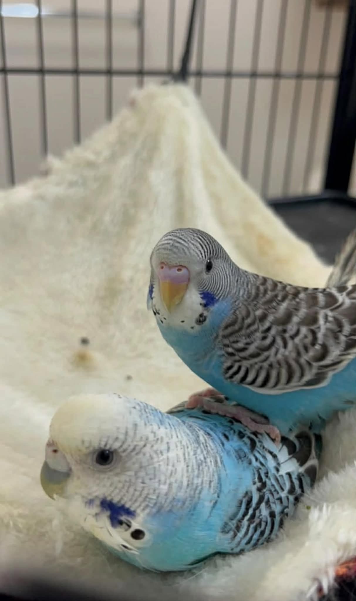 Budgie cockatiel heat stress UK summer indoor 