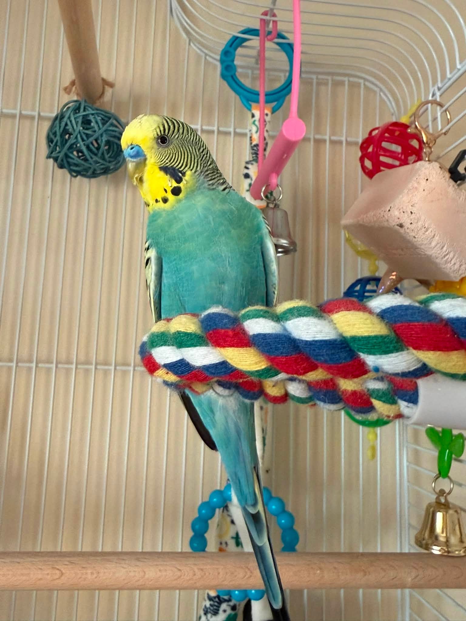 Budgie free flying living room plant risk UK