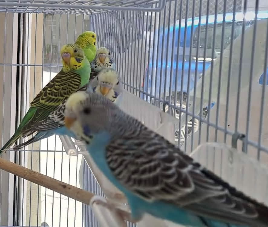 Budgie pair comparison lonely versus thriving UK
