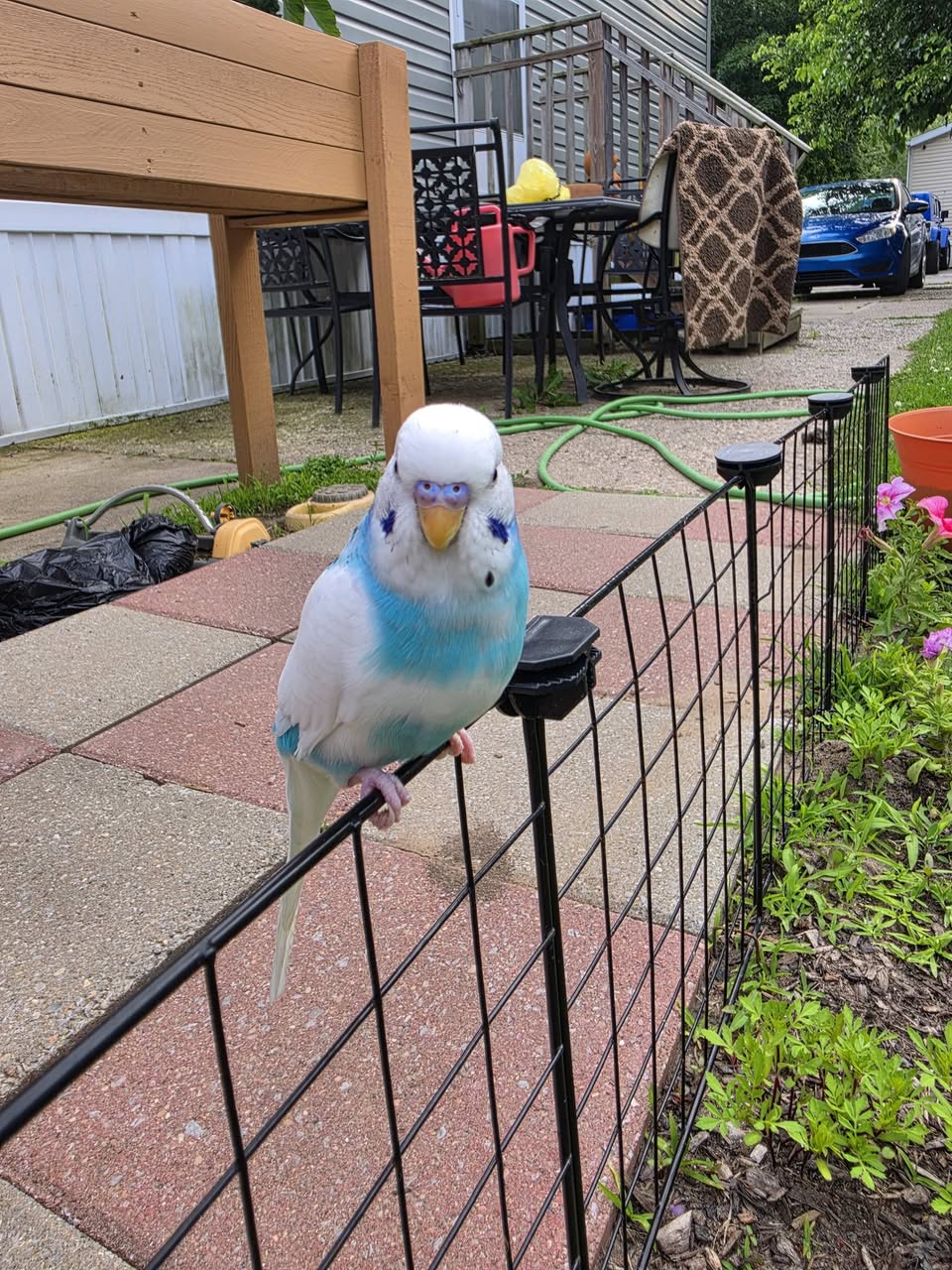Budgie pair working household thriving UK