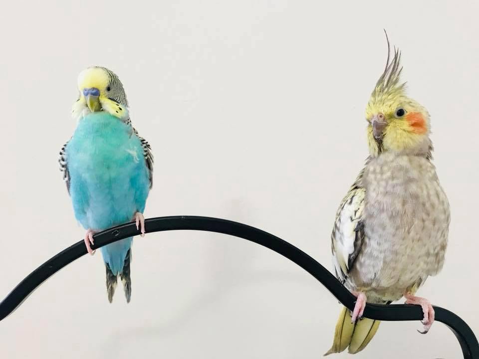 Budgies and cockatiels