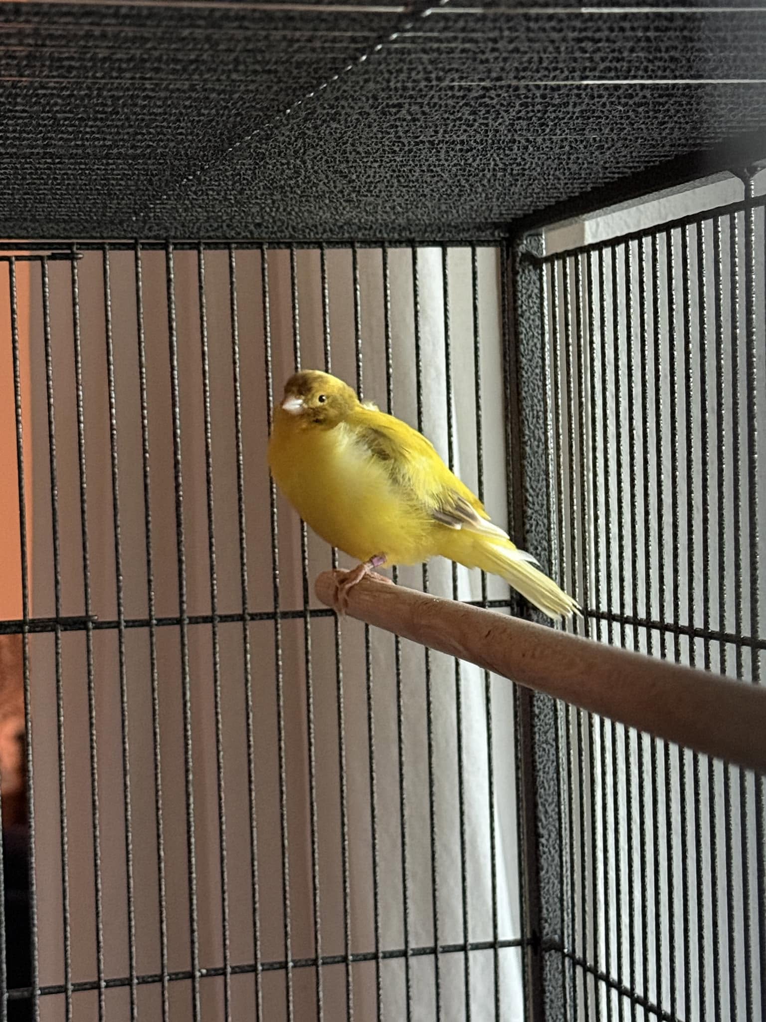Cage finch canary hygiene bird room UK
