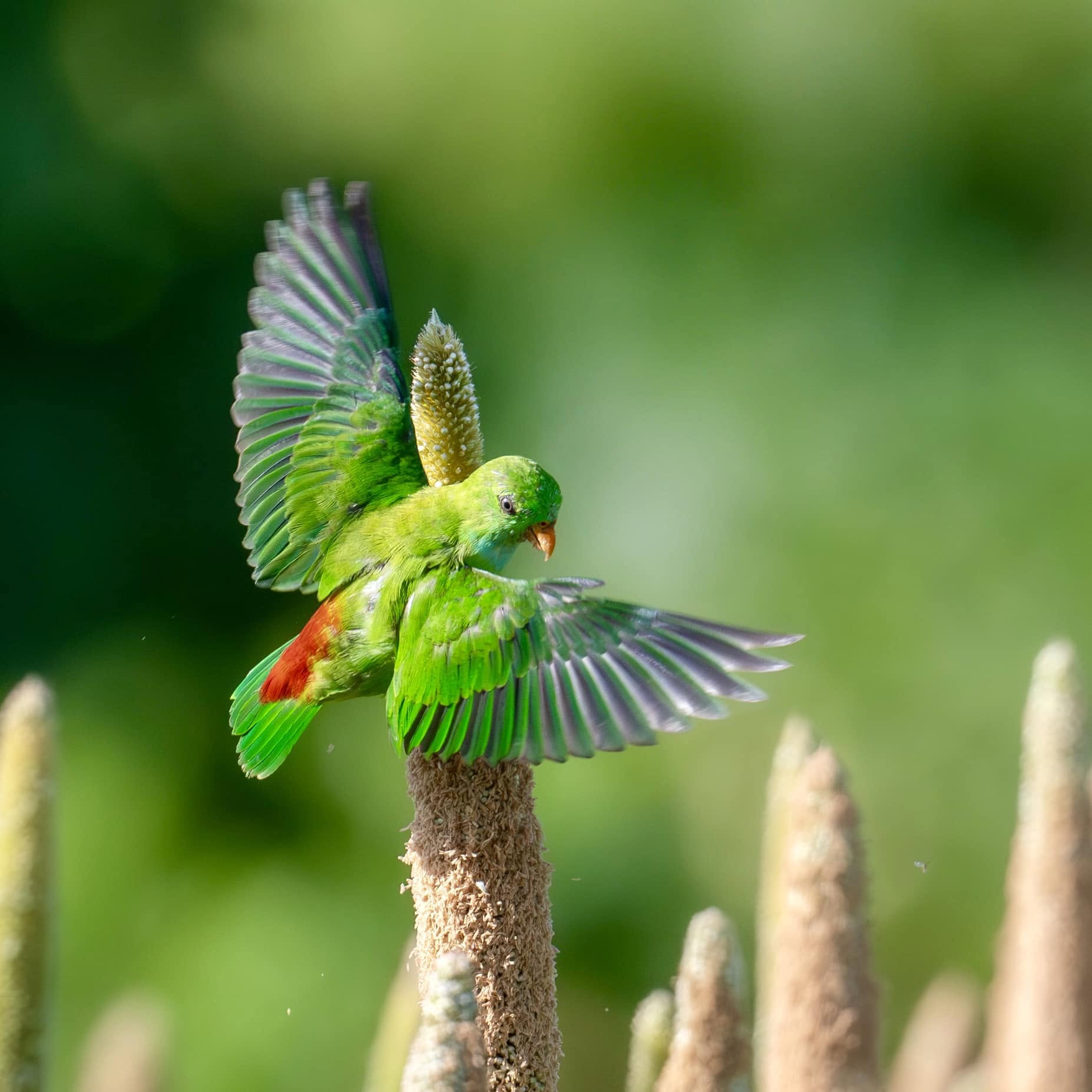 Captive bred birds conservation versus wild caught trade
