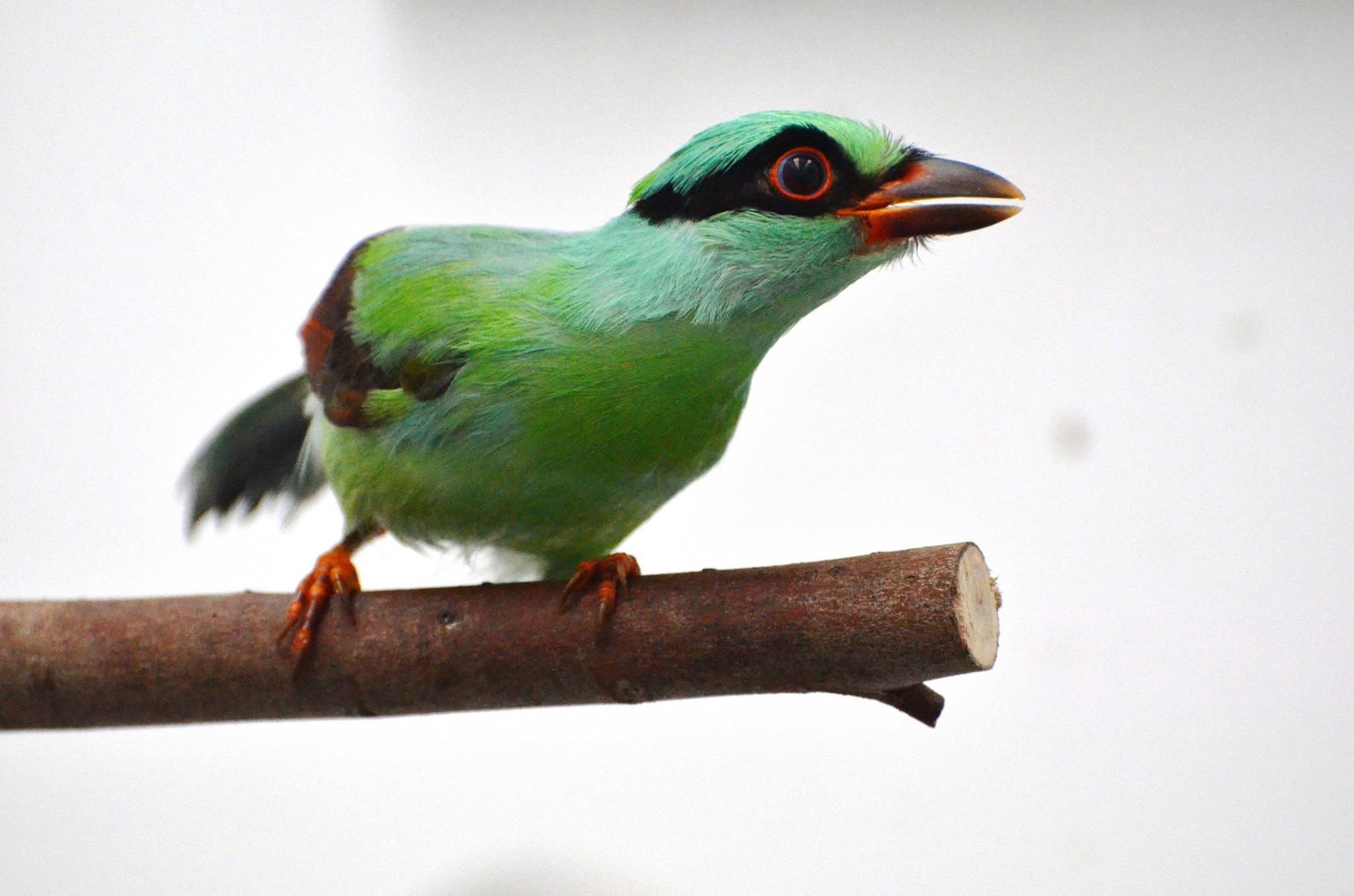 Chester Zoo Javan green magpie conservation breeding UK