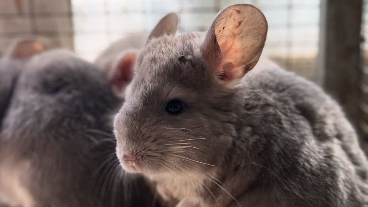Chinchillas In Cupboards