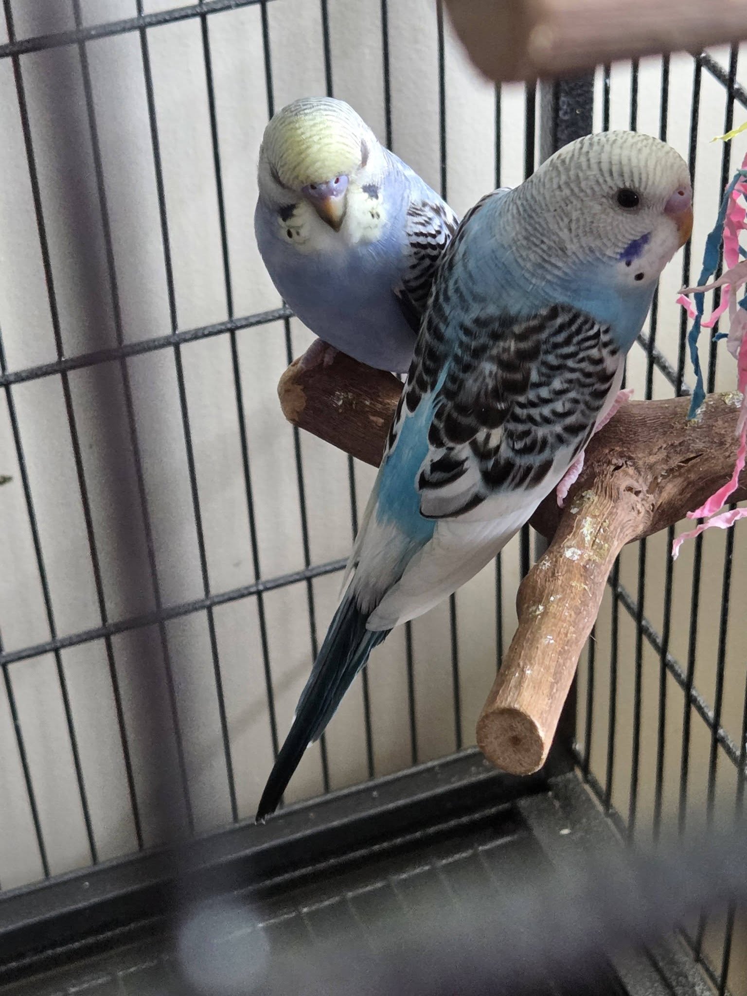 Clean bird food bowl fresh seed daily summer UK