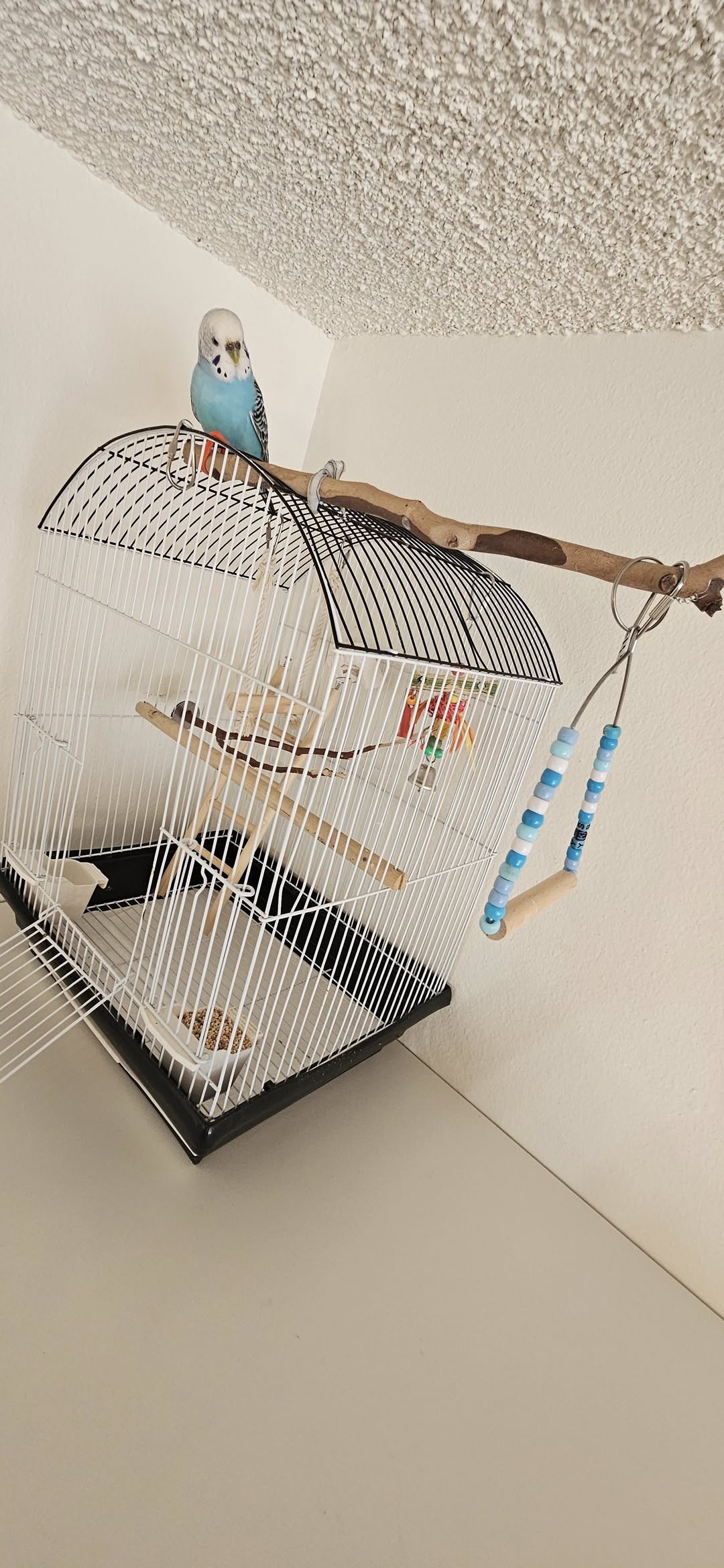 Clean water bottle bird cage daily washing UK 