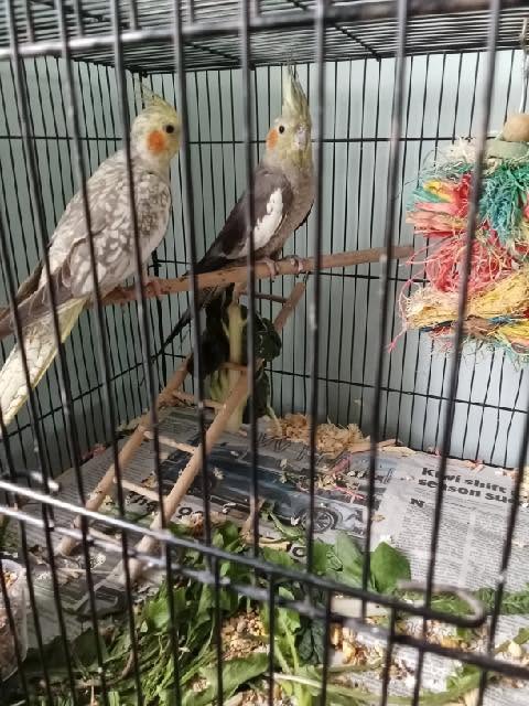 Cockatiel cage floor UK heat emergency July