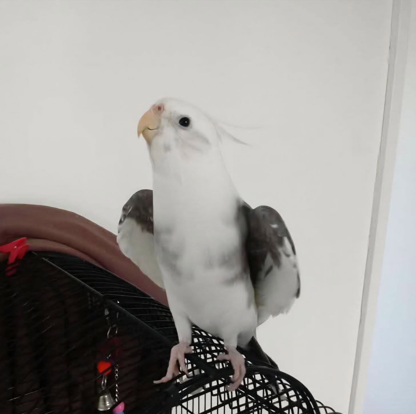 Cockatiel wings held away body early heat UK