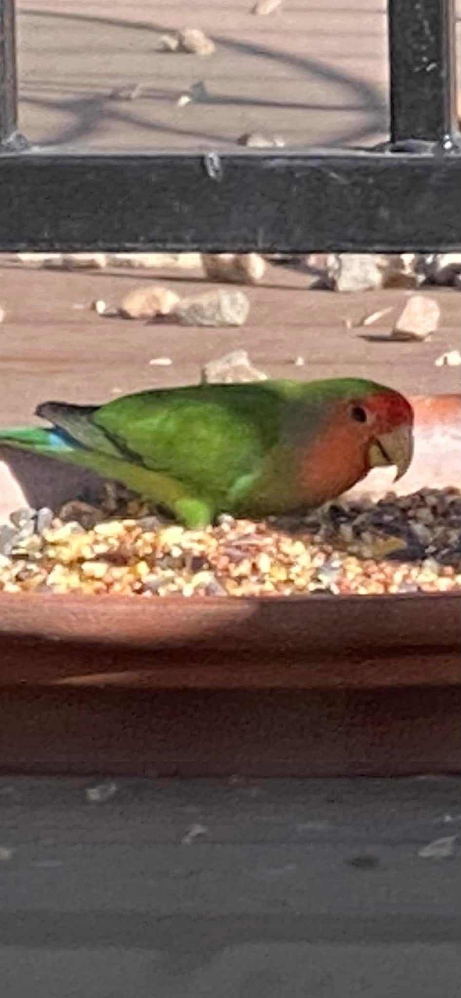 Colourful lovebird peach-faced vivid UK pet bird