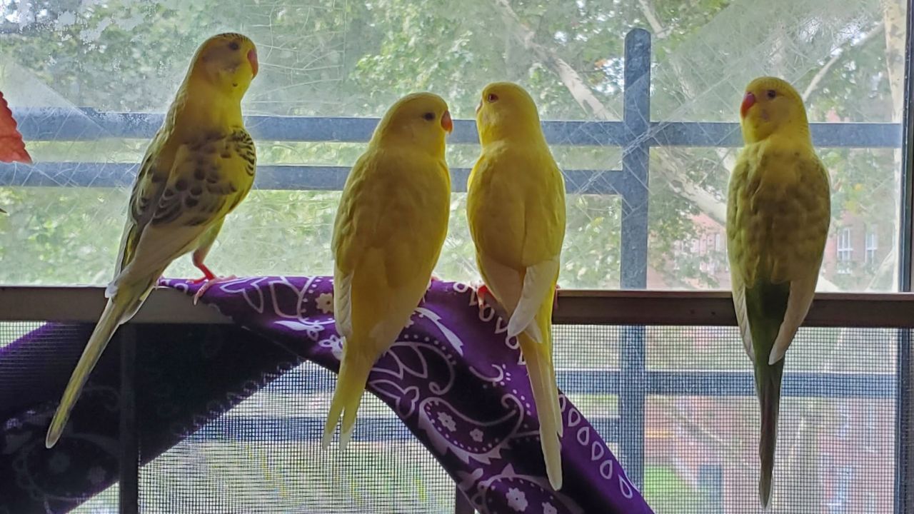 Common UK plant toxic pet bird budgie home