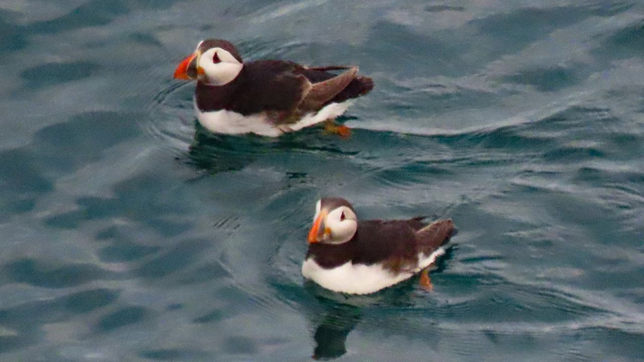 Dancing Ledge Purbeck puffin colony six birds 2026