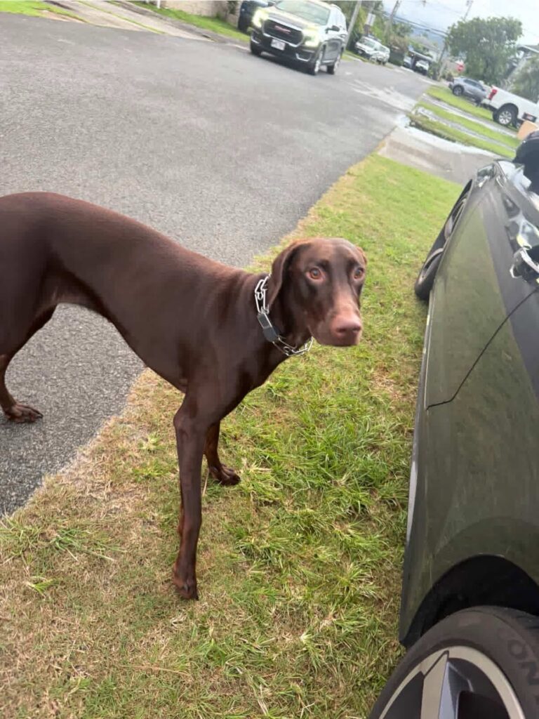 Dog after-walk check