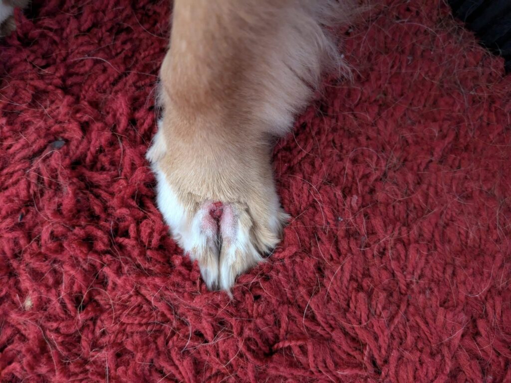 Dog grass seed vet check