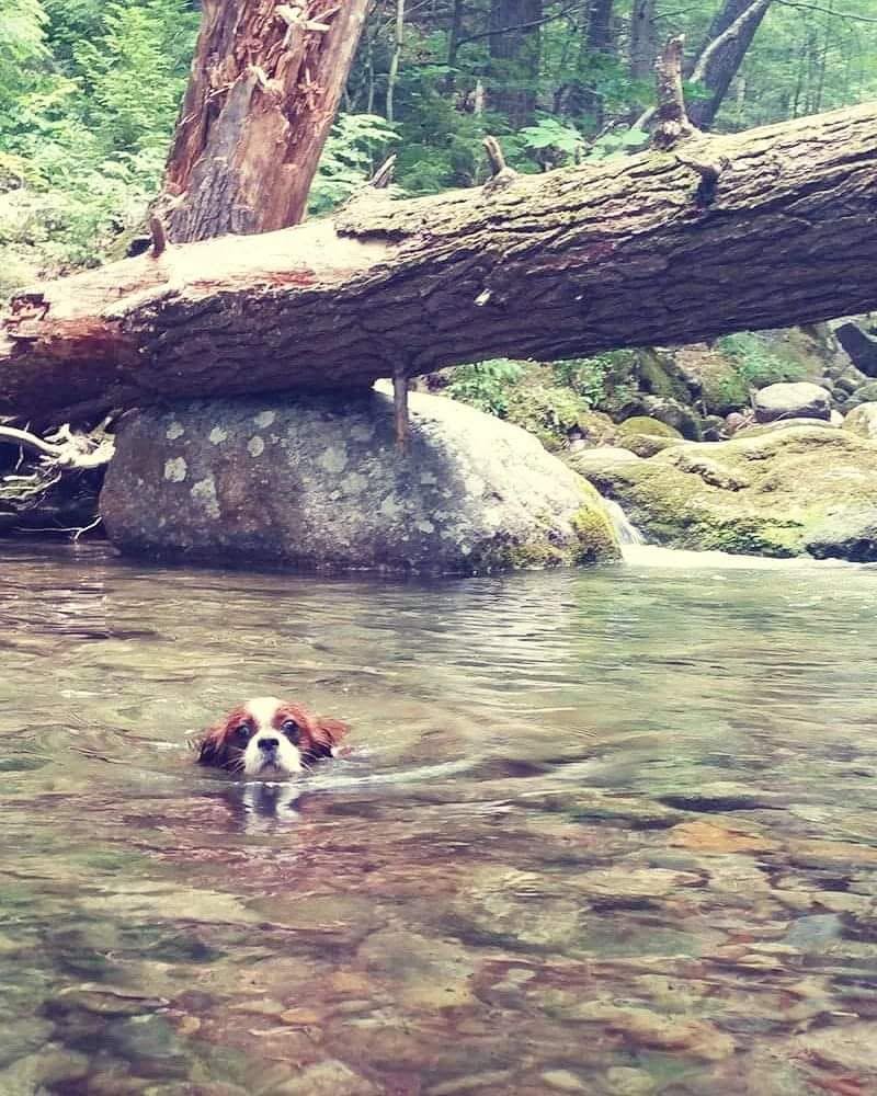 Dog summer water safety
