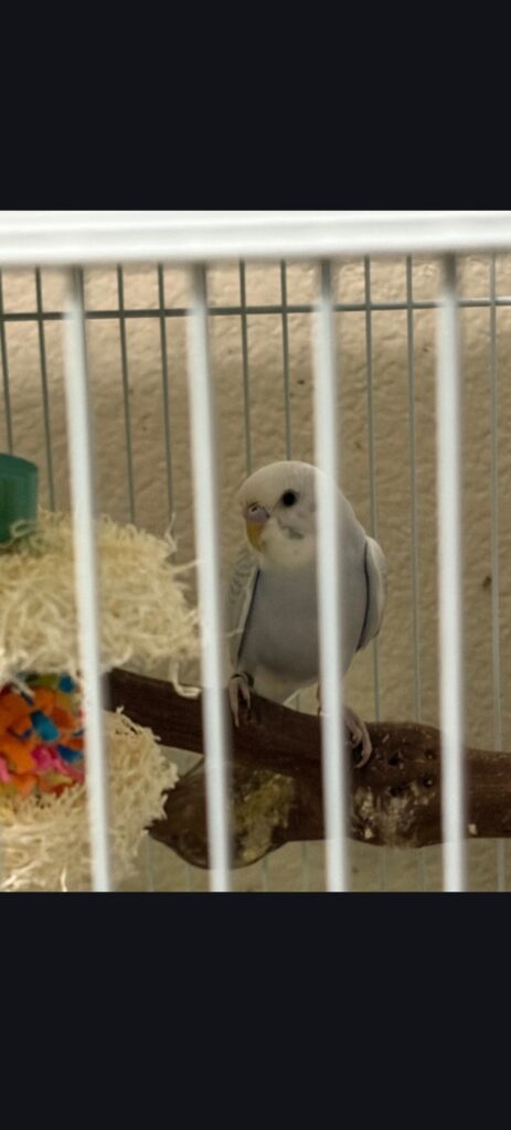 Exotic pet checklist
