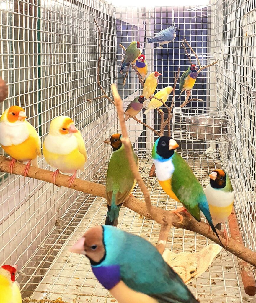 Exotic pet enclosure