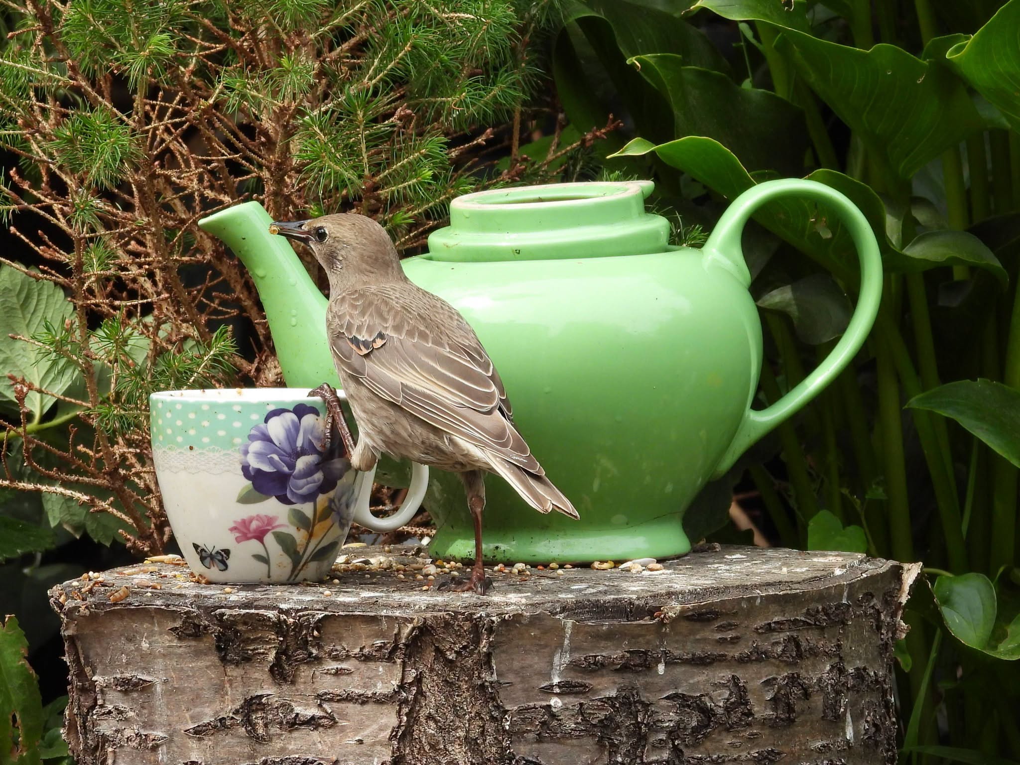 Flat bird table disease risk vs tube feeder UK