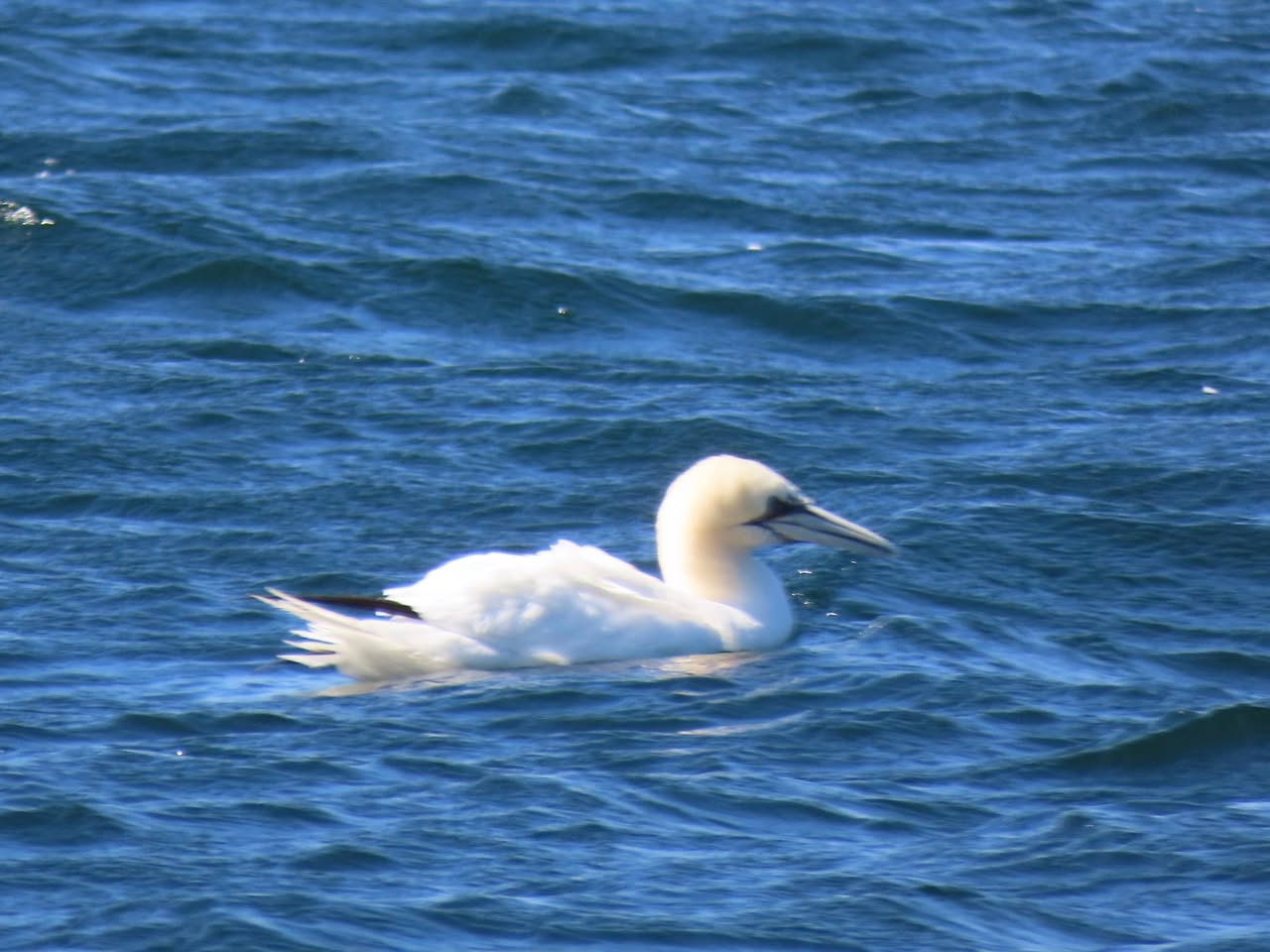 Gannet colony Bass Rock bird flu recovery 2041