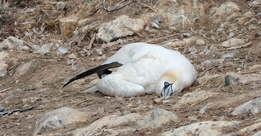 Gannet colony Grassholm Wales bird flu 2022 