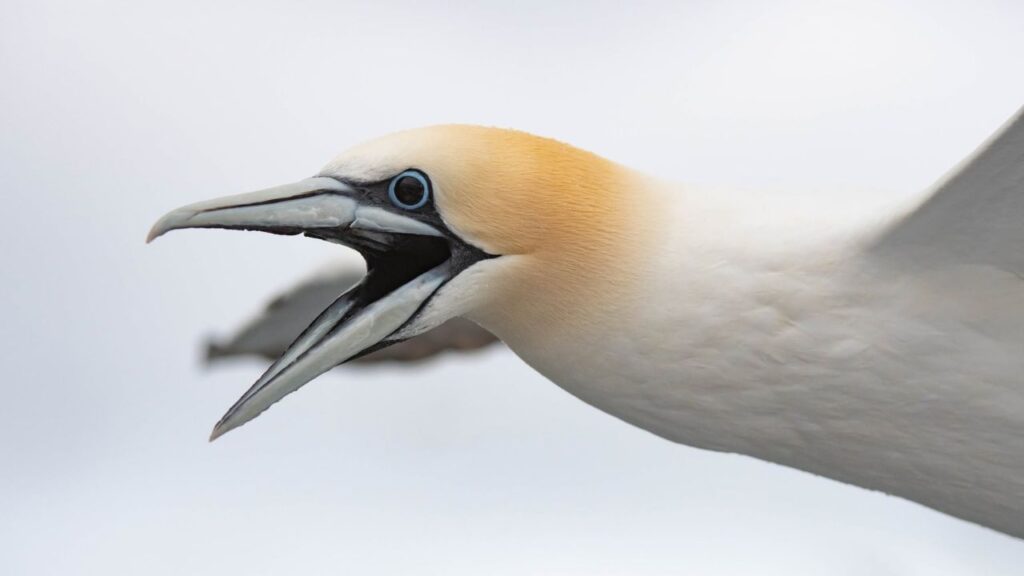 Gannet seabird UK HPAI decline empty nests Grassholm 