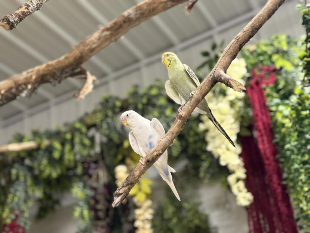 Garden Birds Need Help In Hot Weather