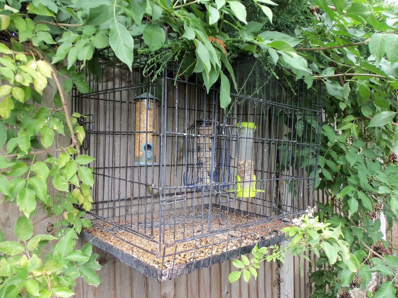 Garden bird feeding station UK conservation local