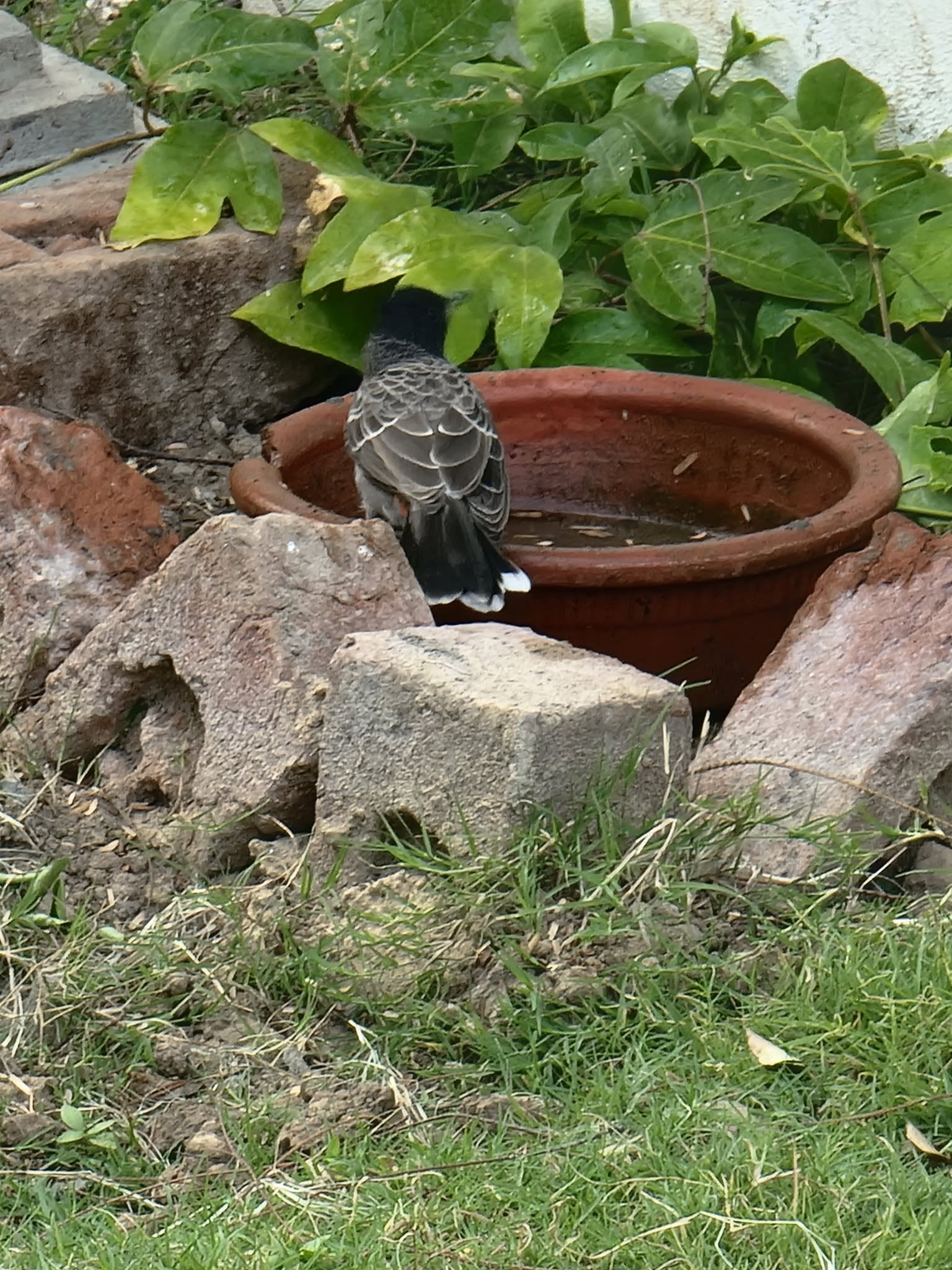 Garden bird seed feeder summer UK urban garden