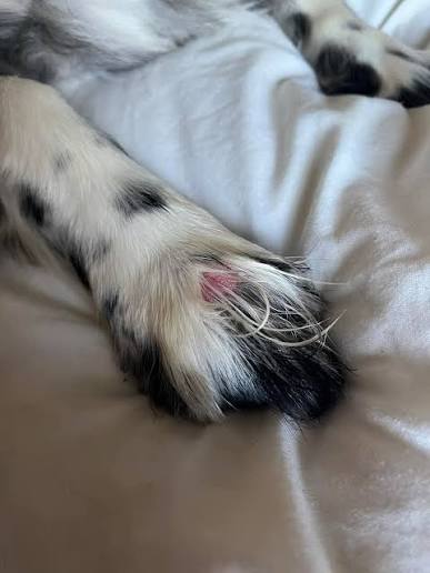 Grass seed in dog paw
