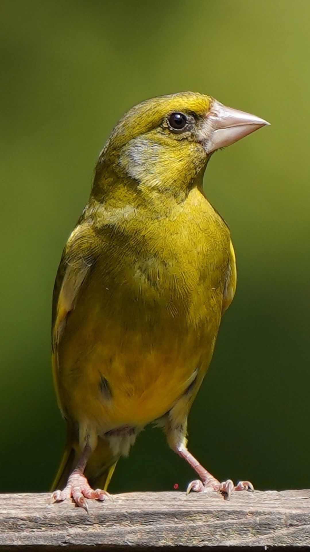 Greenfinch UK Red List decline garden bird